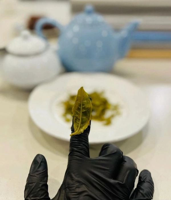 Bumblebee Flowers & Tea, Leaf Unfurled on a Finger
