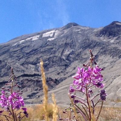 Bumblebee Flowers & Tea, Fireweed in the mountains