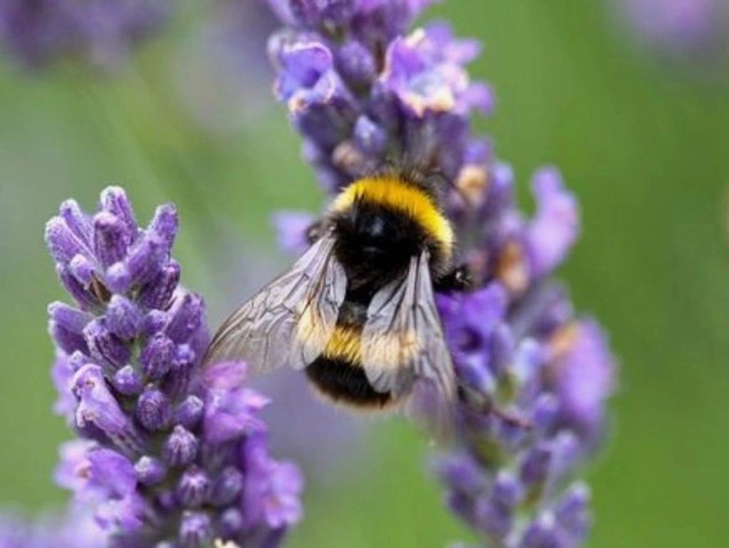 Bumblebee Flowers & Tea, Nicci Sales Lake Oswego