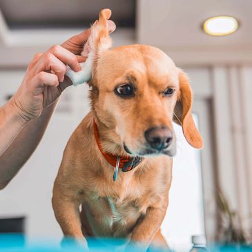 Dog getting ears cleaned