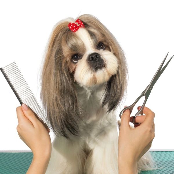 Dog getting groomed with a lovely hairstyle