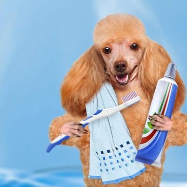 Dog brushing its teeth with a toothbrush