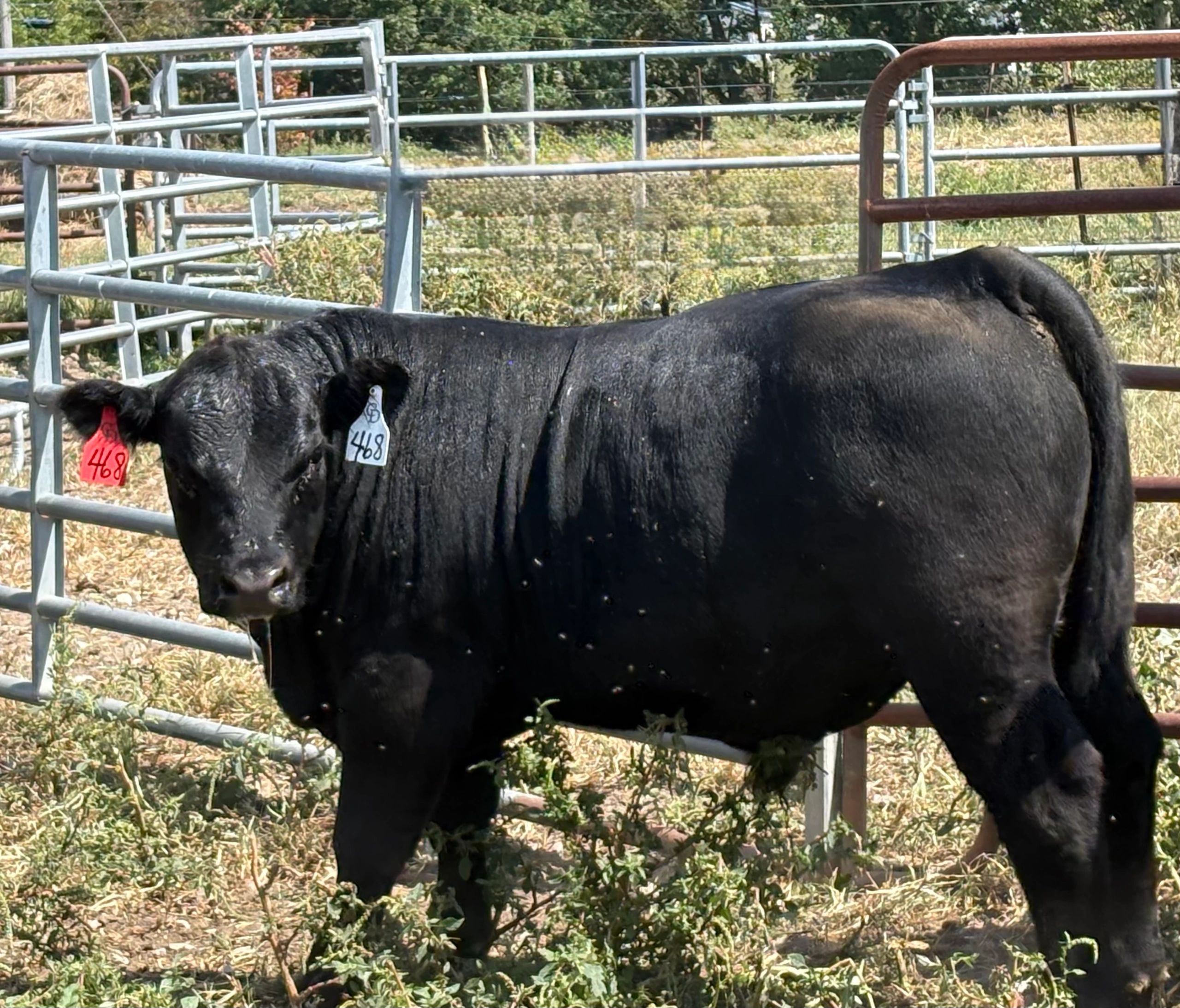 7 & 1/2 months old 
854 lb wean weight