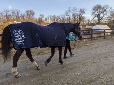 Rocky wearing his 2020 Therapy Horse of the Year award blanket