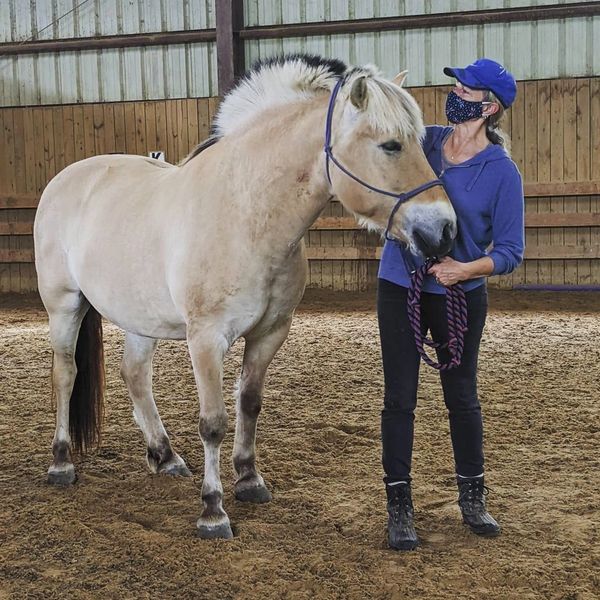 A woman stands beside a fjord pony in the arena. He is nuzzling her while she pets his neck.