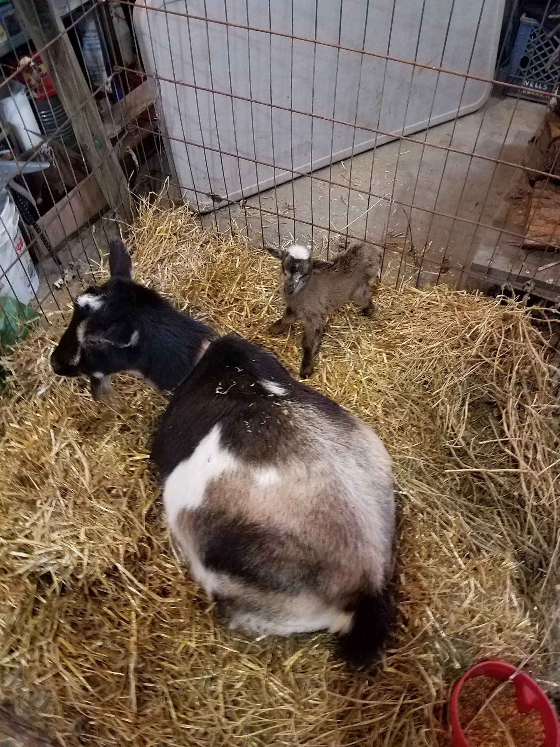 Photo courtesy of Dee Dee Long