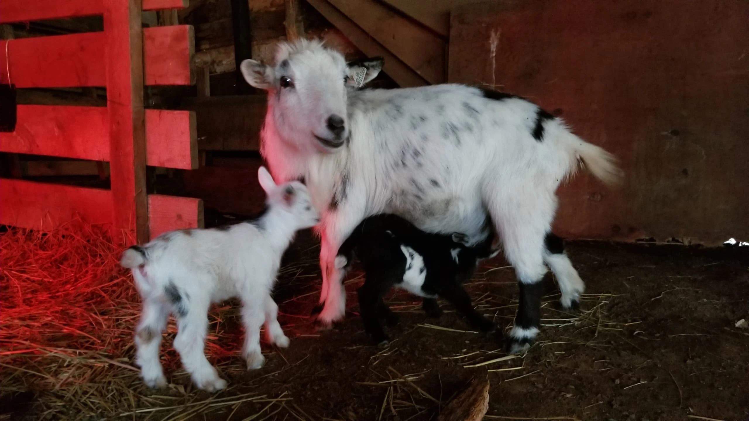 Photo courtesy of Jennifer Hillman