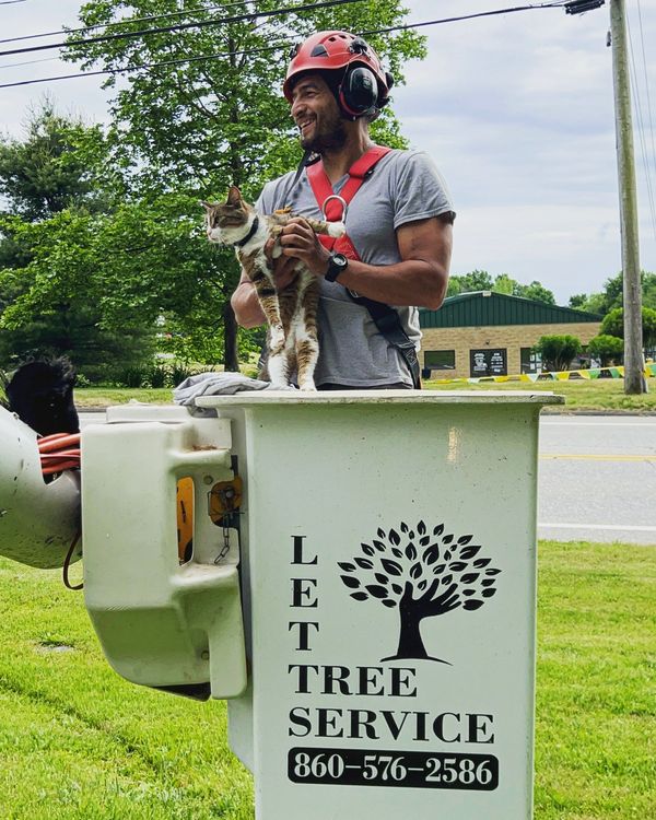 About LETTS Tree Service