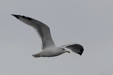 A seagull soaring in a gray sky.