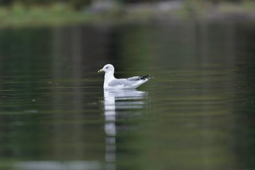 A solitary gull floats calmly on reflective water.