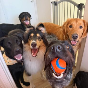 Five happy dogs posing together, one holding a ball.