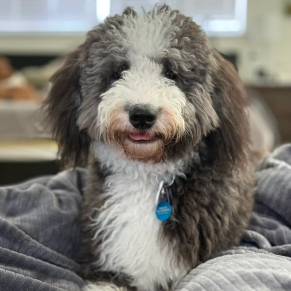 Curly-haired dog with a fluffy coat resting comfortably indoors.