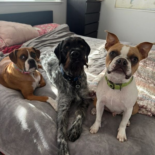 Three dogs sitting attentively on a bed in a cozy room.