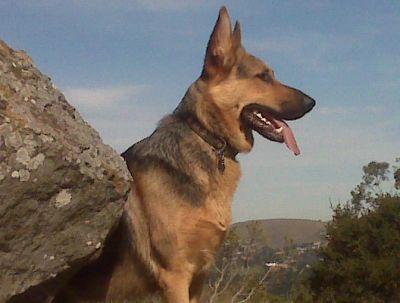 German Shepherd dog sitting beside a rock with tongue out.