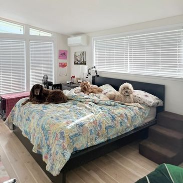 Three dogs relaxing on a bed in a bright, modern bedroom.