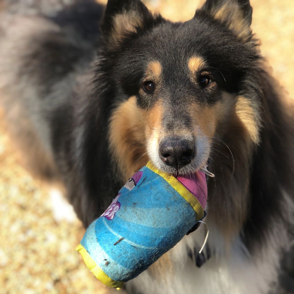 A Collie dog holding a colorful toy in its mouth.