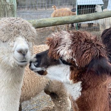 Portrait of a white alpaca with a fuzzy, textured coat.