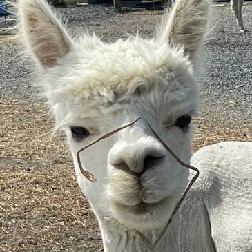 Beautiful white alpaca standing near a rustic barn.
