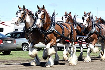 Gregglea Sensational Majestic - "Jess"