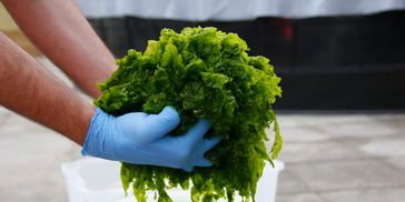 Ulva Seaweed, also known as sea lettuce