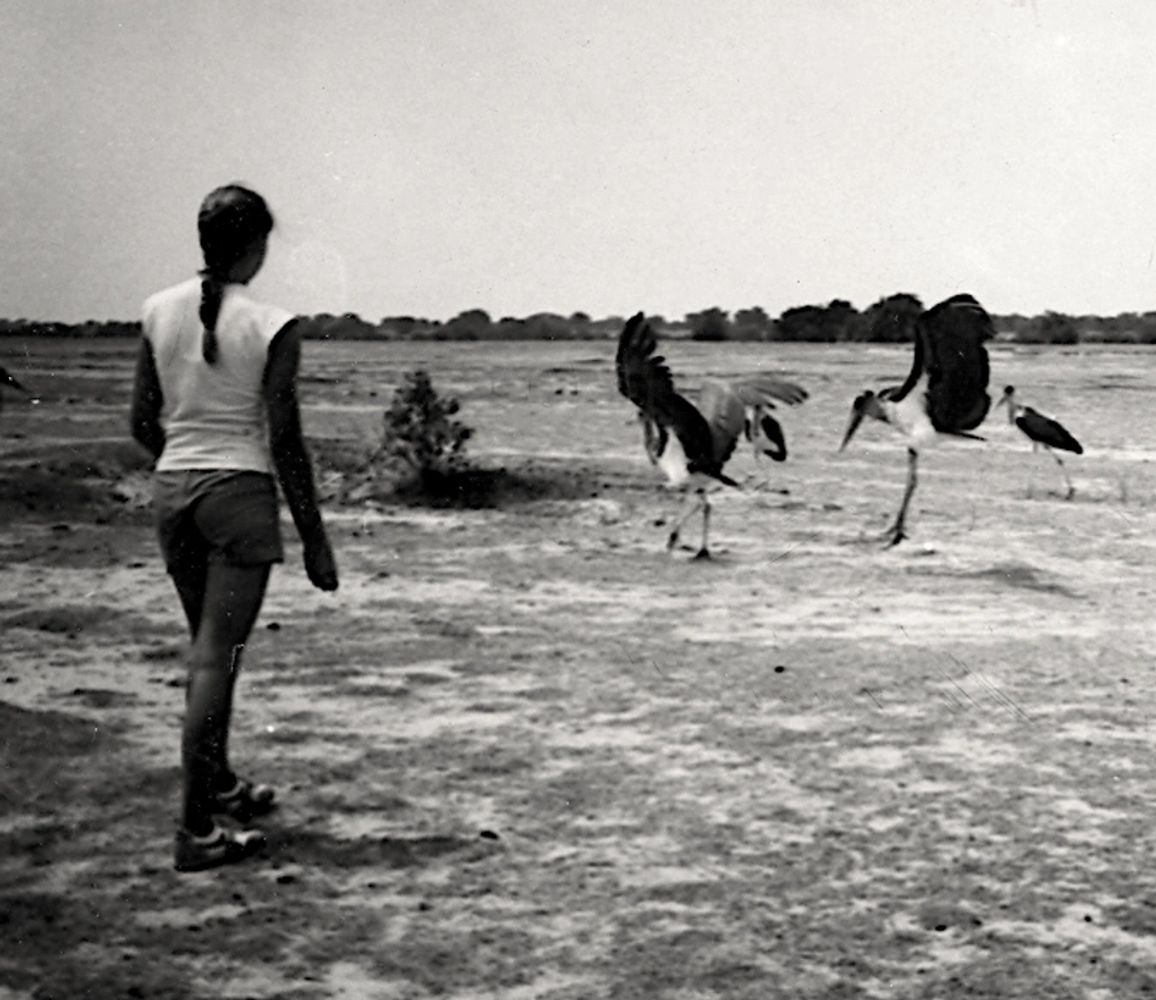 Debbie Willner in Congo Africa feeding birds. Pandemic Paradise.