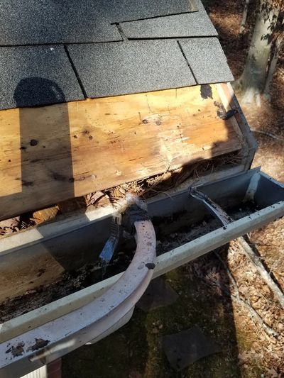 Squirrel Roof Damage Repair in Georgia