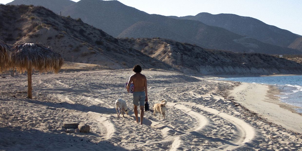A person walking on a sandy beach with two dogs and mountains in the background.
