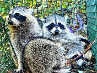 Raccoon in trap