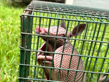 Armadillo in live trap