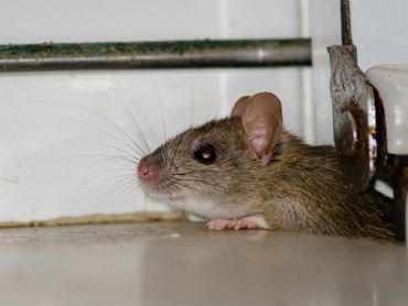 Rodent inside house