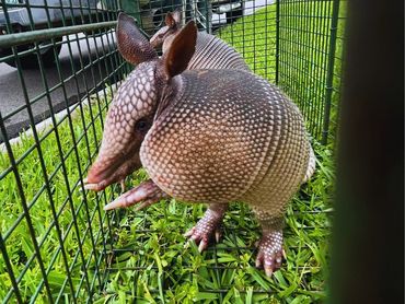 Armadillo in live trap