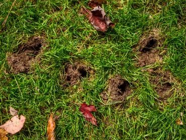 Multiple armadillo burrows