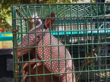 Armadillo in live trap