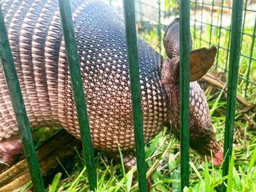 Armadillo in live trap