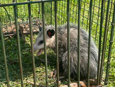 Opossum in live trap