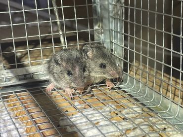 2 rodents in live trap