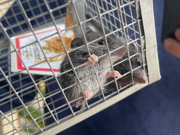 Rodents in live trap