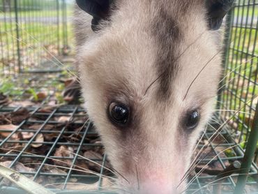 Opossum in live trap