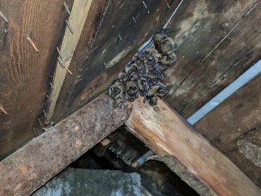 Bat infestation