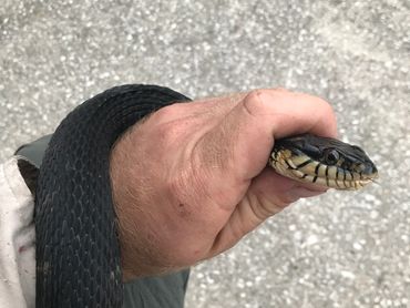 non-venomous snakes in Northeast Florida