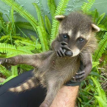 Baby Raccoon