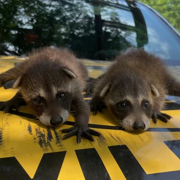 Two baby raccoons