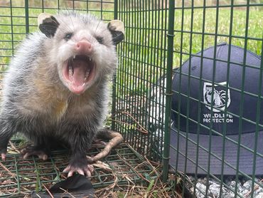 Opossum in live trap
