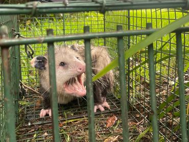 Opossum in live trap