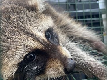 Raccoon in trap