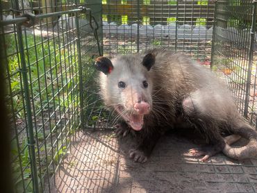 Opossum in live trap