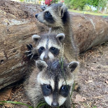 Three baby raccoons