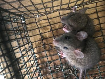 2 rodents in live trap