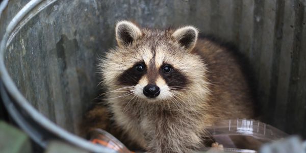 Raccoon on a trash can, showing the importance of securing garbage to prevent wildlife issues.