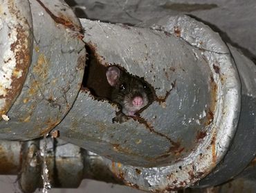 Rodent chew through pipe